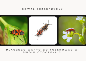 Kowal bezskrzydły – dlaczego warto go tolerować w swoim otoczeniu?