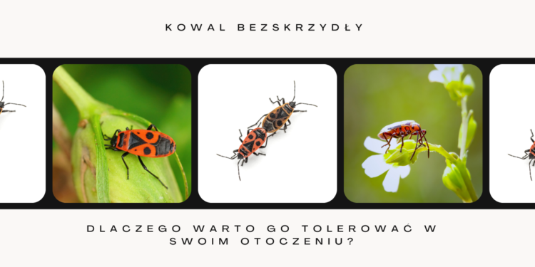 Kowal bezskrzydły – dlaczego warto go tolerować w swoim otoczeniu?