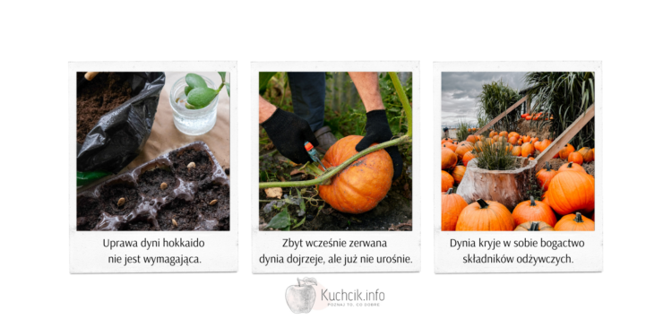 Dynia dlaczego warto jeść i samodzielnie ją uprawiać?