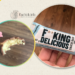 Fit King Delicious baton kokosowy z Biedronki